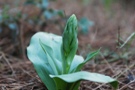 Platanthera holmboei